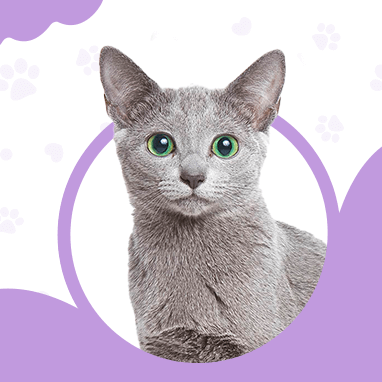 Russian Blue
