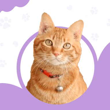 Sarman Kedi