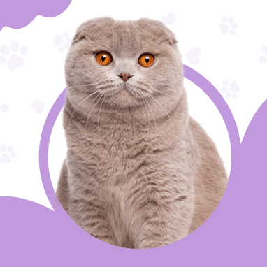 Scottish Fold