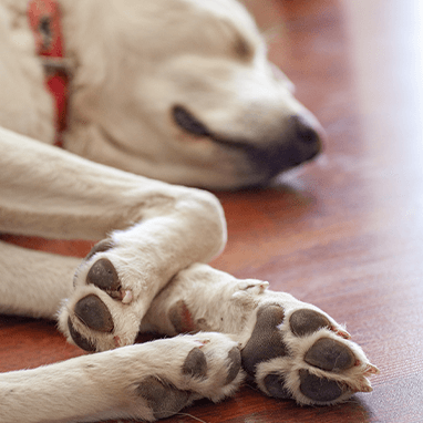 Köpeklerde Deri Kanseri: Sebepleri ve Tedavisi