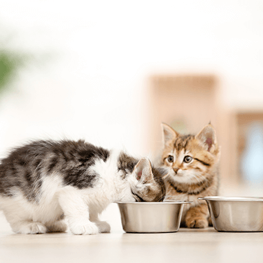 Feline Panleukopenia Hastalığı