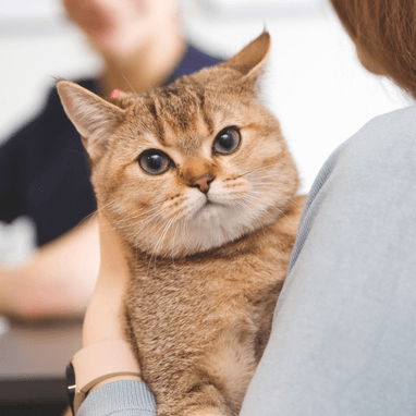 Kedi Nezlesi (Gribi)