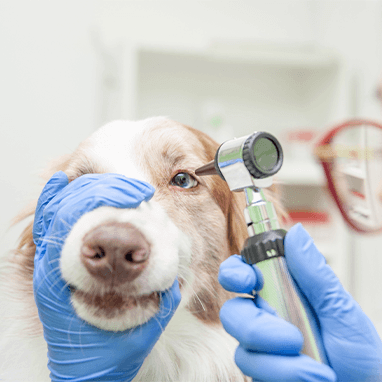 Köpeklerde Göz Hastalıkları: Belirtiler, Nedenler ve Tedavi Yöntemleri