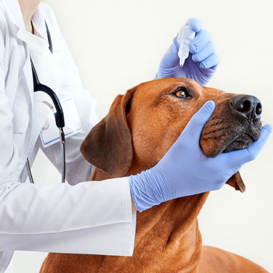 Köpeklerde Göz Akıntısı ve Çapaklanması