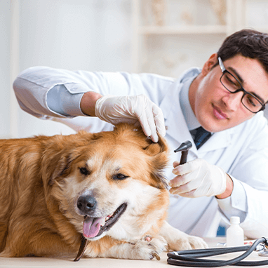 Köpeklerde Kulak Enfeksiyonu