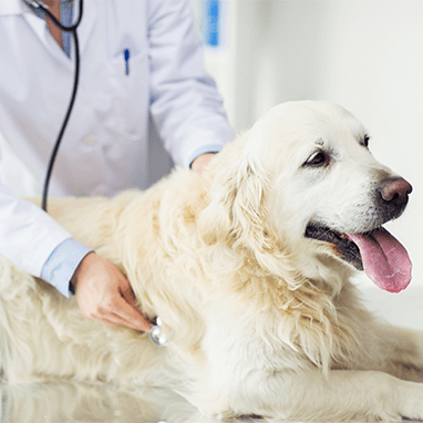 Köpeklerde Kuduz