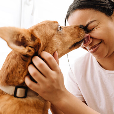 Köpekler Neden Sahibini Yalar? - İlginç Sebepler
