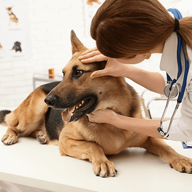 Köpeklerde Kan Paraziti (Ehrlichiosis)
