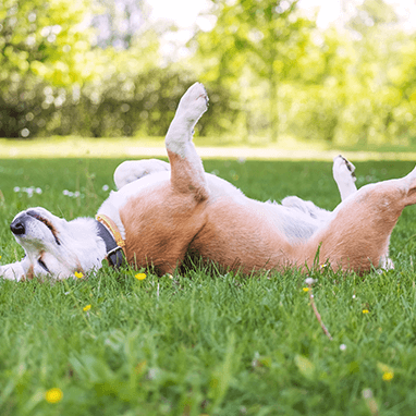 Köpeklerde Kene