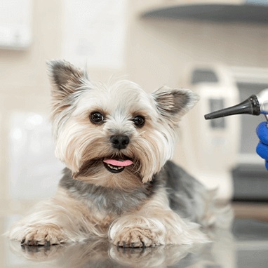 Köpeklerde Sağırlık