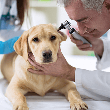 Köpeklerde Uyuz