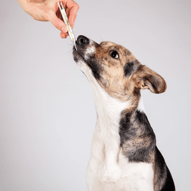 Köpeklerde Yüksek Ateş