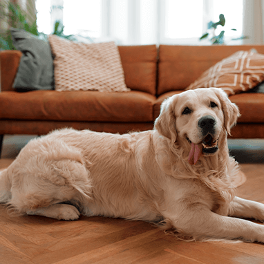 Köpeklerde Lupus: Sebepleri, Belirtileri ve Tedavisi