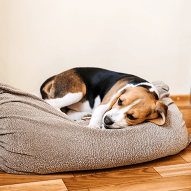 Köpeklerde Distemper (Gençlik Hastalığı)