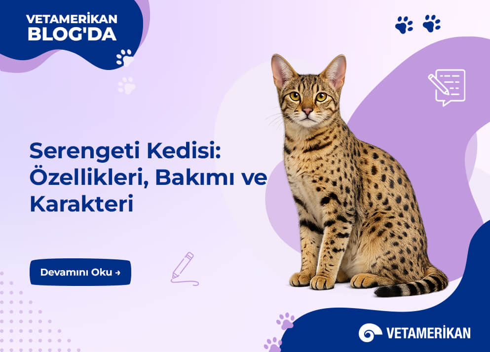 Serengeti Kedisi