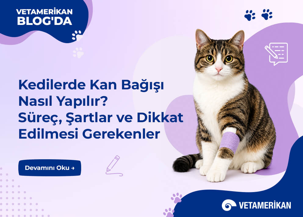 Kedilerde Kan Bağışı Nasıl Yapılır?