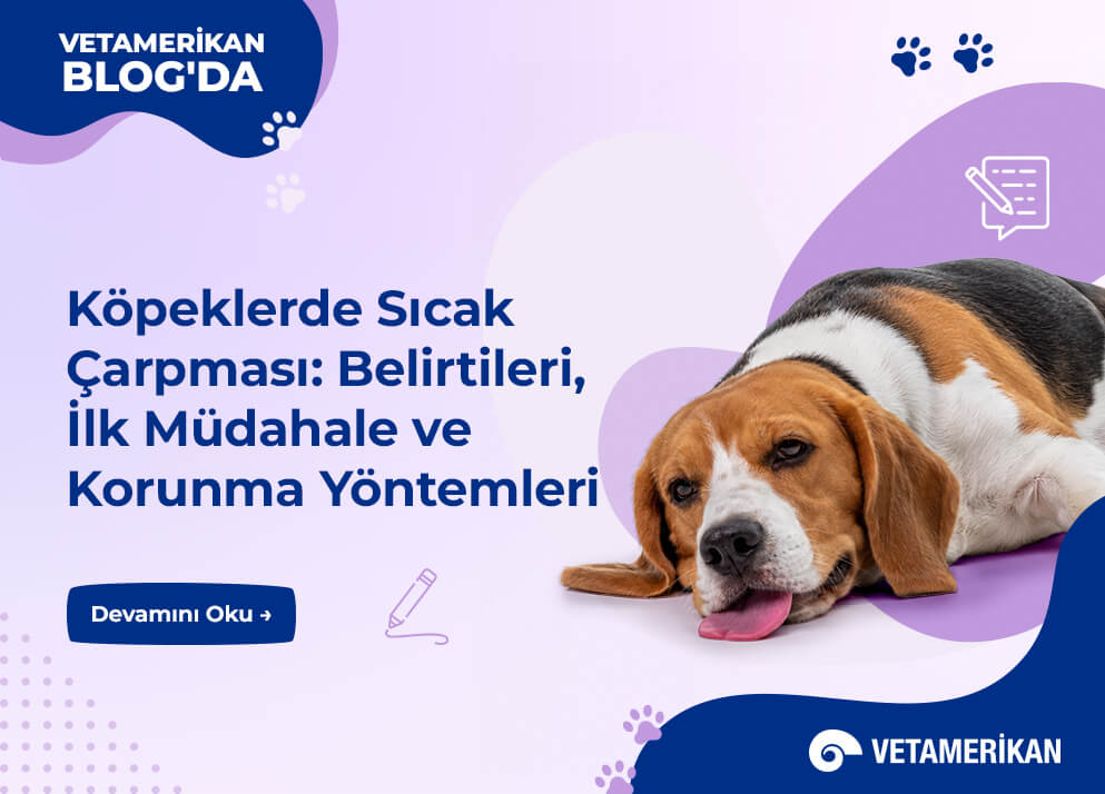 Köpeklerde Sıcak Çarpması