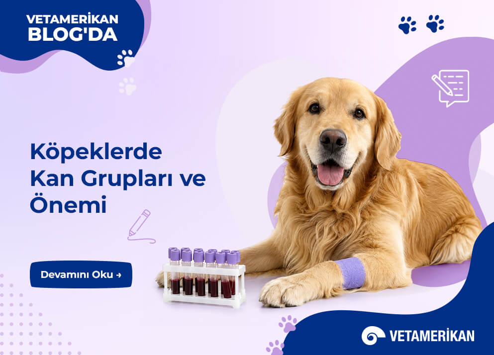 Köpeklerde Kan Grupları ve Önemi