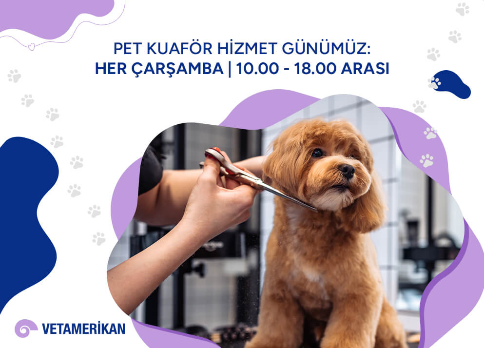 Pet Kuaför Hizmet Günümüz